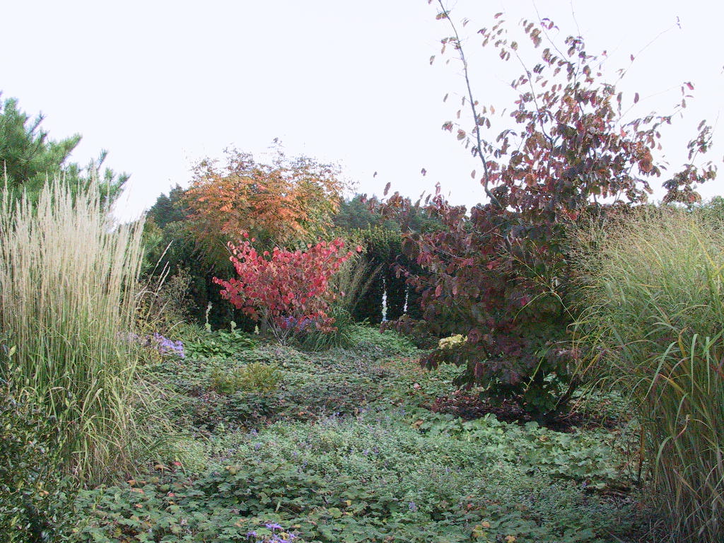 Hamamelis Diane - Herbst 03.JPG